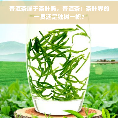 普洱茶属于茶叶吗，普洱茶：茶叶界的一员还是独树一帜？