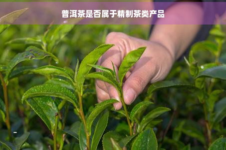 普洱茶是否属于精制茶类产品