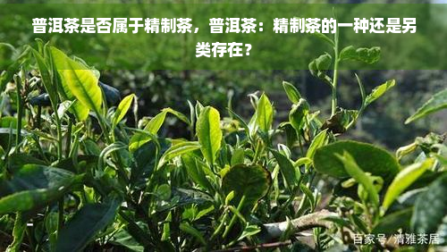 普洱茶是否属于精制茶，普洱茶：精制茶的一种还是另类存在？