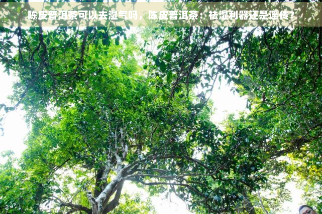 陈皮普洱茶可以去湿气吗，陈皮普洱茶：祛湿利器还是谣传？