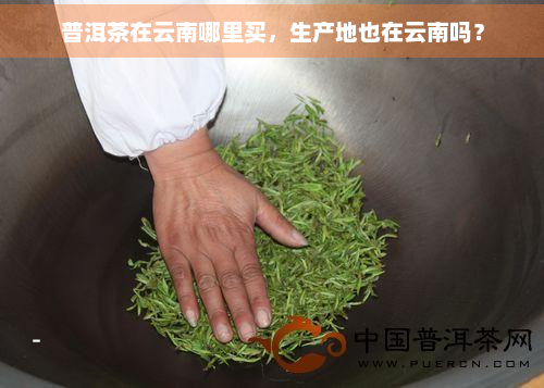 普洱茶在云南哪里买，生产地也在云南吗？