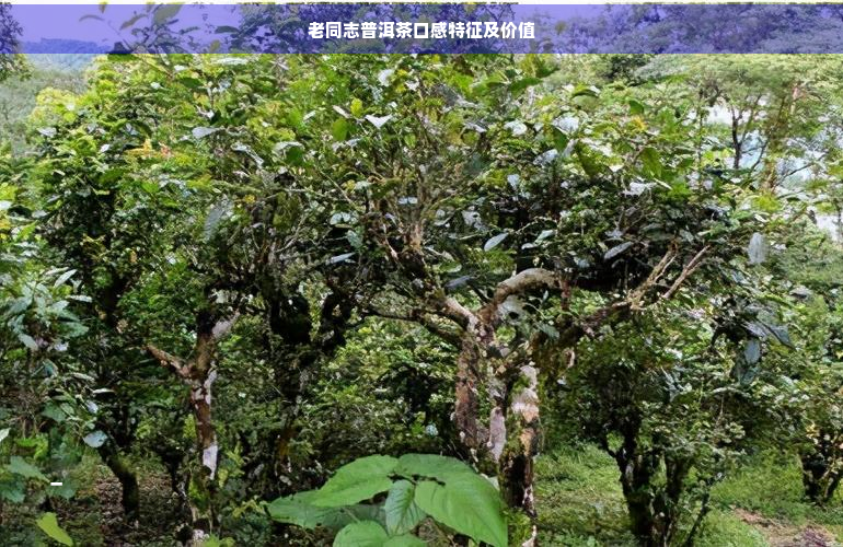 老同志普洱茶口感特征及价值