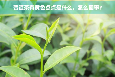 普洱茶有黄色点点是什么，怎么回事？