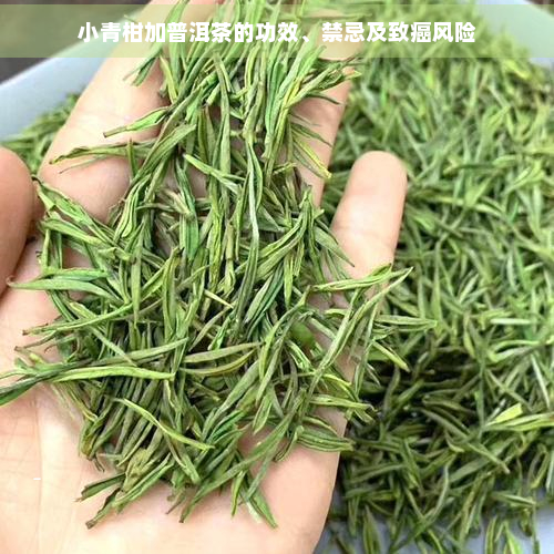 小青柑加普洱茶的功效、禁忌及致癌风险