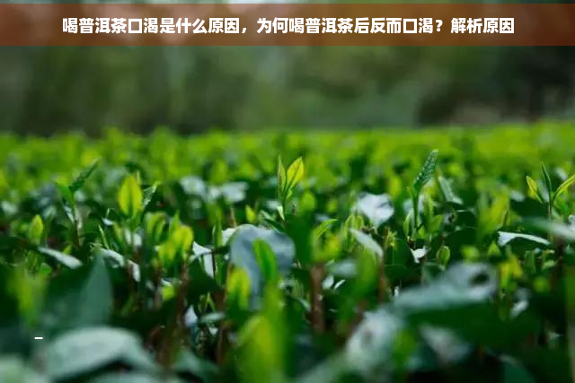 喝普洱茶口渴是什么原因，为何喝普洱茶后反而口渴？解析原因