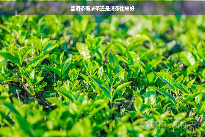 普洱茶喝浓茶还是清茶比较好