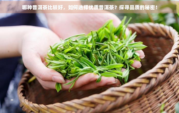 哪种普洱茶比较好，如何选择优质普洱茶？探寻品质的秘密！