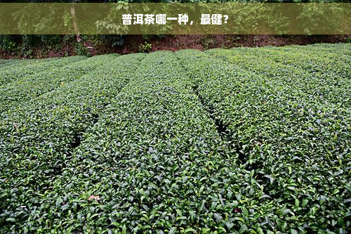 普洱茶哪一种，最健？