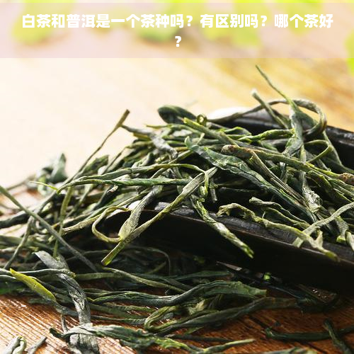 白茶和普洱是一个茶种吗？有区别吗？哪个茶好？