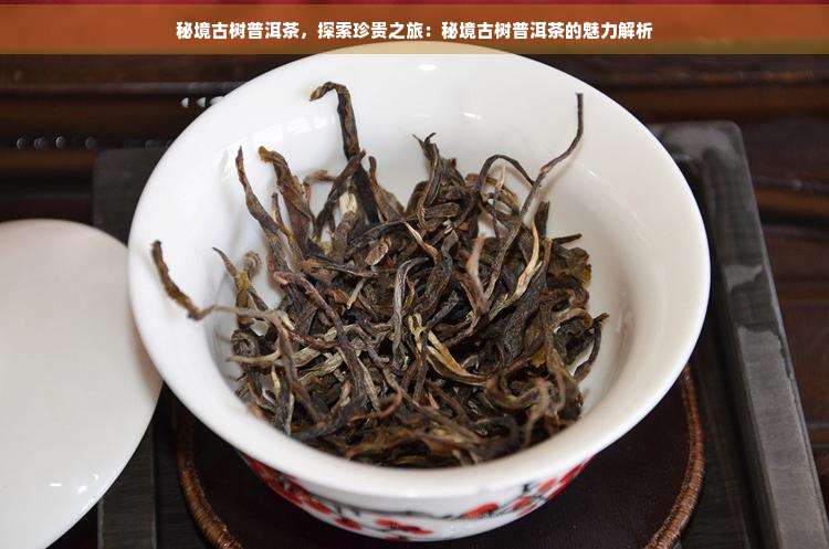 秘境古树普洱茶，探索珍贵之旅：秘境古树普洱茶的魅力解析