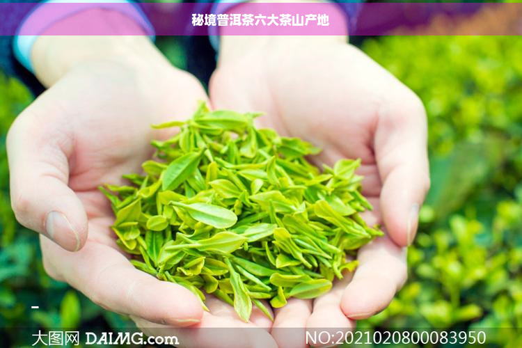 秘境普洱茶六大茶山产地