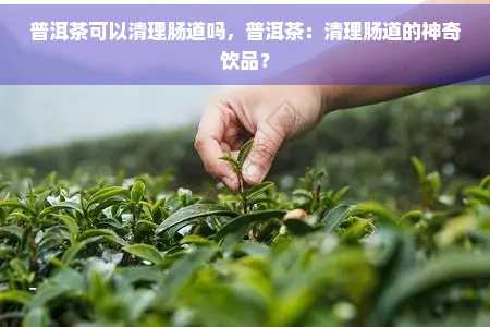 普洱茶可以清理肠道吗，普洱茶：清理肠道的神奇饮品？