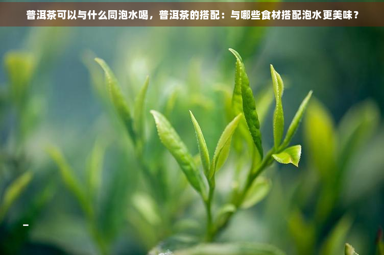 普洱茶可以与什么同泡水喝，普洱茶的搭配：与哪些食材搭配泡水更美味？