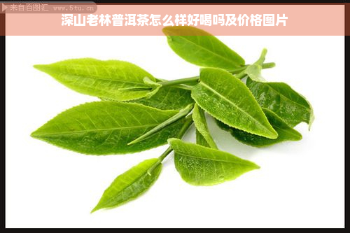 深山老林普洱茶怎么样好喝吗及价格图片