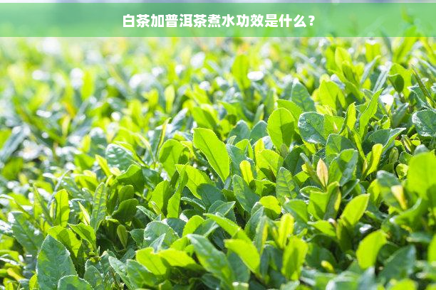 白茶加普洱茶煮水功效是什么？