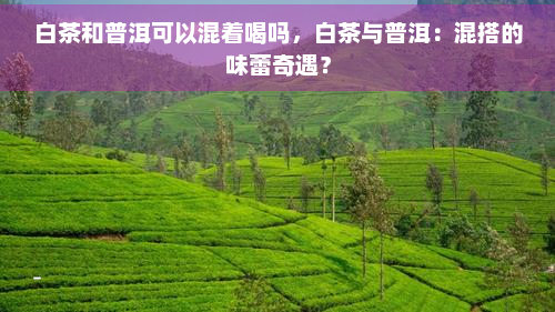 白茶和普洱可以混着喝吗，白茶与普洱：混搭的味蕾奇遇？