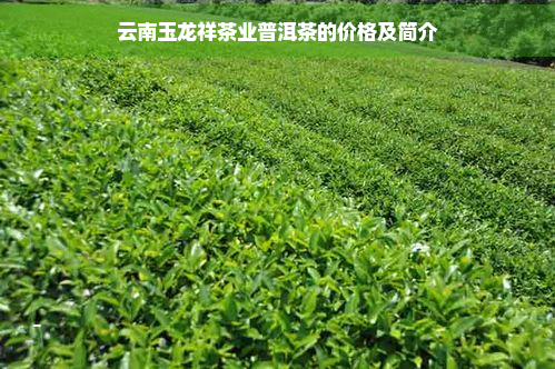 云南玉龙祥茶业普洱茶的价格及简介