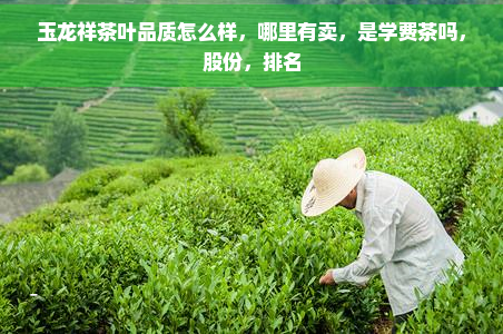 玉龙祥茶叶品质怎么样，哪里有卖，是学费茶吗，股份，排名