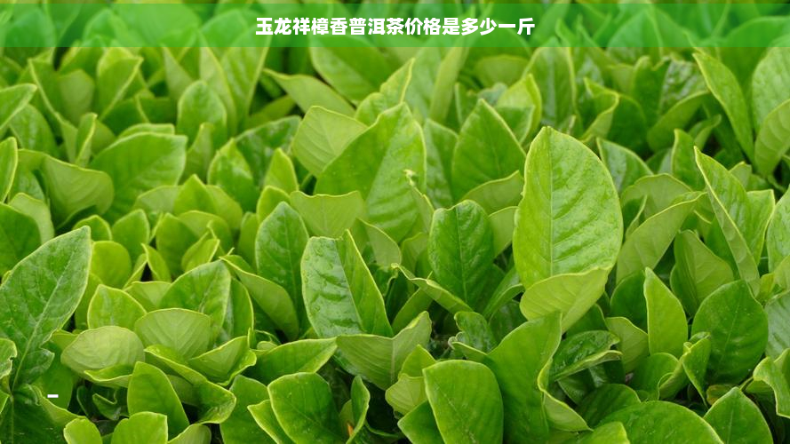 玉龙祥樟香普洱茶价格是多少一斤