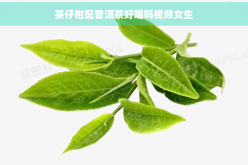 茶仔柑配普洱茶好喝吗视频女生