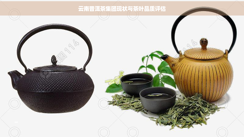 云南普洱茶集团现状与茶叶品质评估