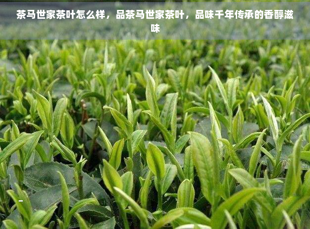 茶马世家茶叶怎么样，品茶马世家茶叶，品味千年传承的香醇滋味