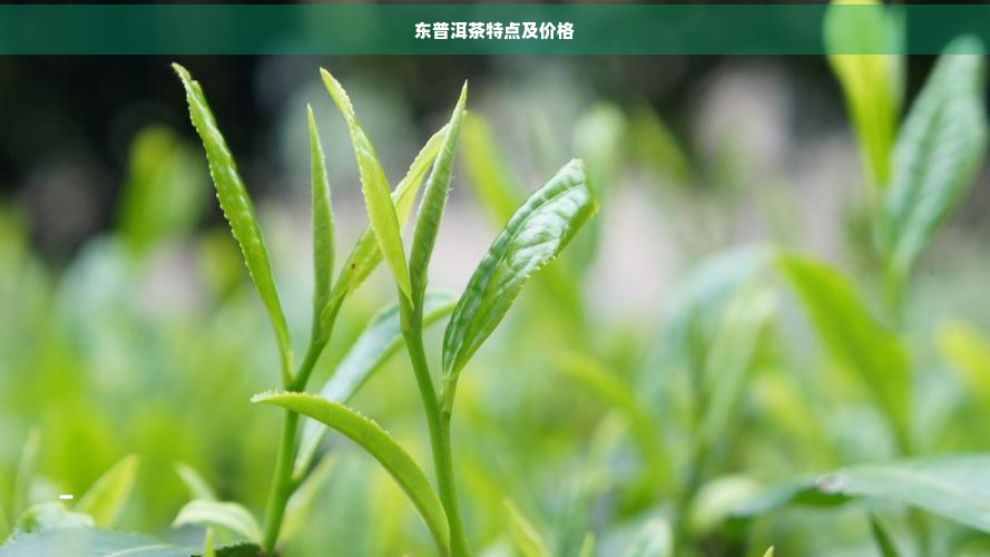 东普洱茶特点及价格