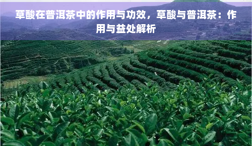 草酸在普洱茶中的作用与功效，草酸与普洱茶：作用与益处解析