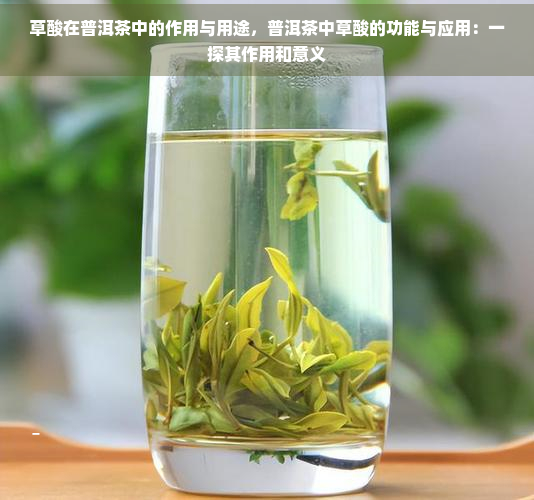 草酸在普洱茶中的作用与用途，普洱茶中草酸的功能与应用：一探其作用和意义