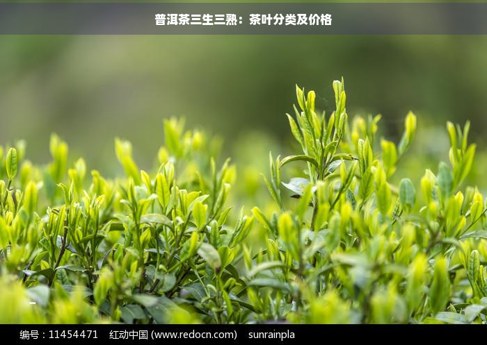 普洱茶三生三熟：茶叶分类及价格