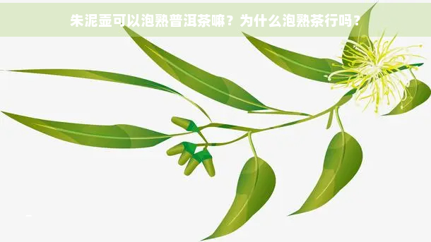 朱泥壶可以泡熟普洱茶嘛？为什么泡熟茶行吗？