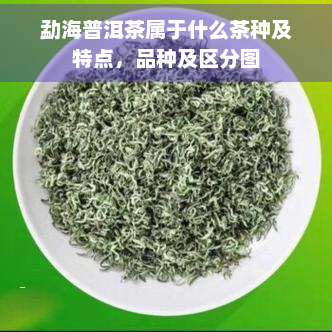 勐海普洱茶属于什么茶种及特点，品种及区分图