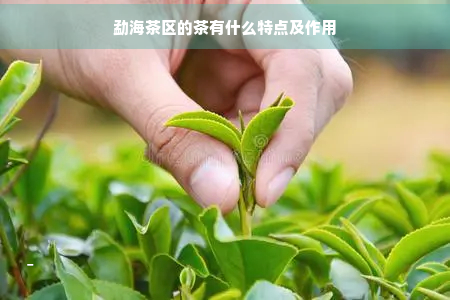 勐海茶区的茶有什么特点及作用