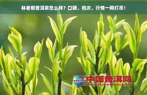 林老根普洱茶怎么样？口碑、档次、行情一网打尽！