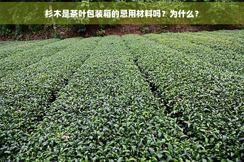 杉木是茶叶包装箱的忌用材料吗？为什么？