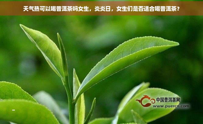 天气热可以喝普洱茶吗女生，炎炎日，女生们是否适合喝普洱茶？