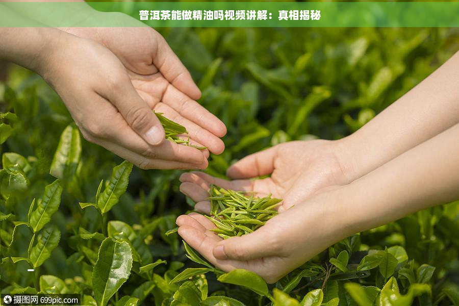 普洱茶能做精油吗视频讲解：真相揭秘