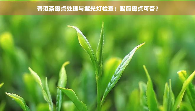 普洱茶霉点处理与紫光灯检查：喝前霉点可否？