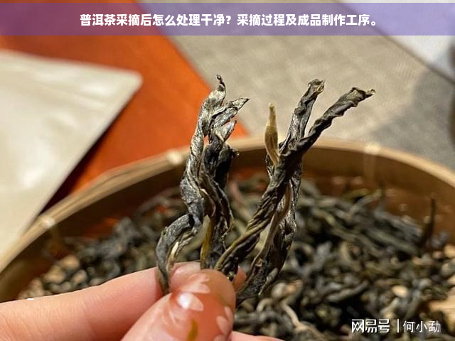 普洱茶采摘后怎么处理干净？采摘过程及成品制作工序。