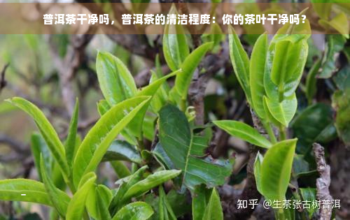 普洱茶干净吗，普洱茶的清洁程度：你的茶叶干净吗？