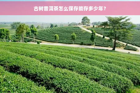 古树普洱茶怎么保存能存多少年？