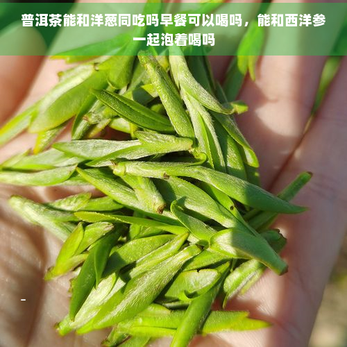 普洱茶能和洋葱同吃吗早餐可以喝吗，能和西洋参一起泡着喝吗