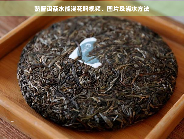 熟普洱茶水能浇花吗视频、图片及浇水方法