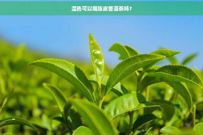 湿热可以喝陈皮普洱茶吗？