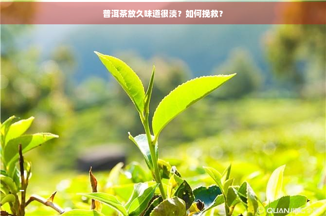 普洱茶放久味道很淡？如何挽救？