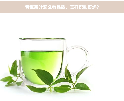 普洱茶叶怎么看品质、怎样识别好坏？