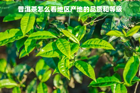 普洱茶怎么看地区产地的品质和等级