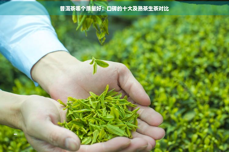 普洱茶哪个质量好：口碑的十大及熟茶生茶对比