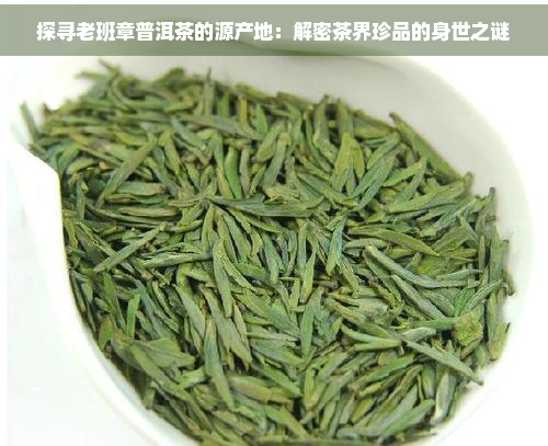 探寻老班章普洱茶的源产地：解密茶界珍品的身世之谜