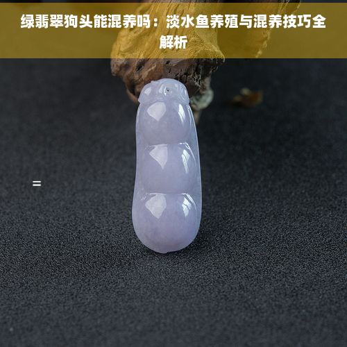 绿翡翠狗头能混养吗：淡水养殖与混养技巧全解析